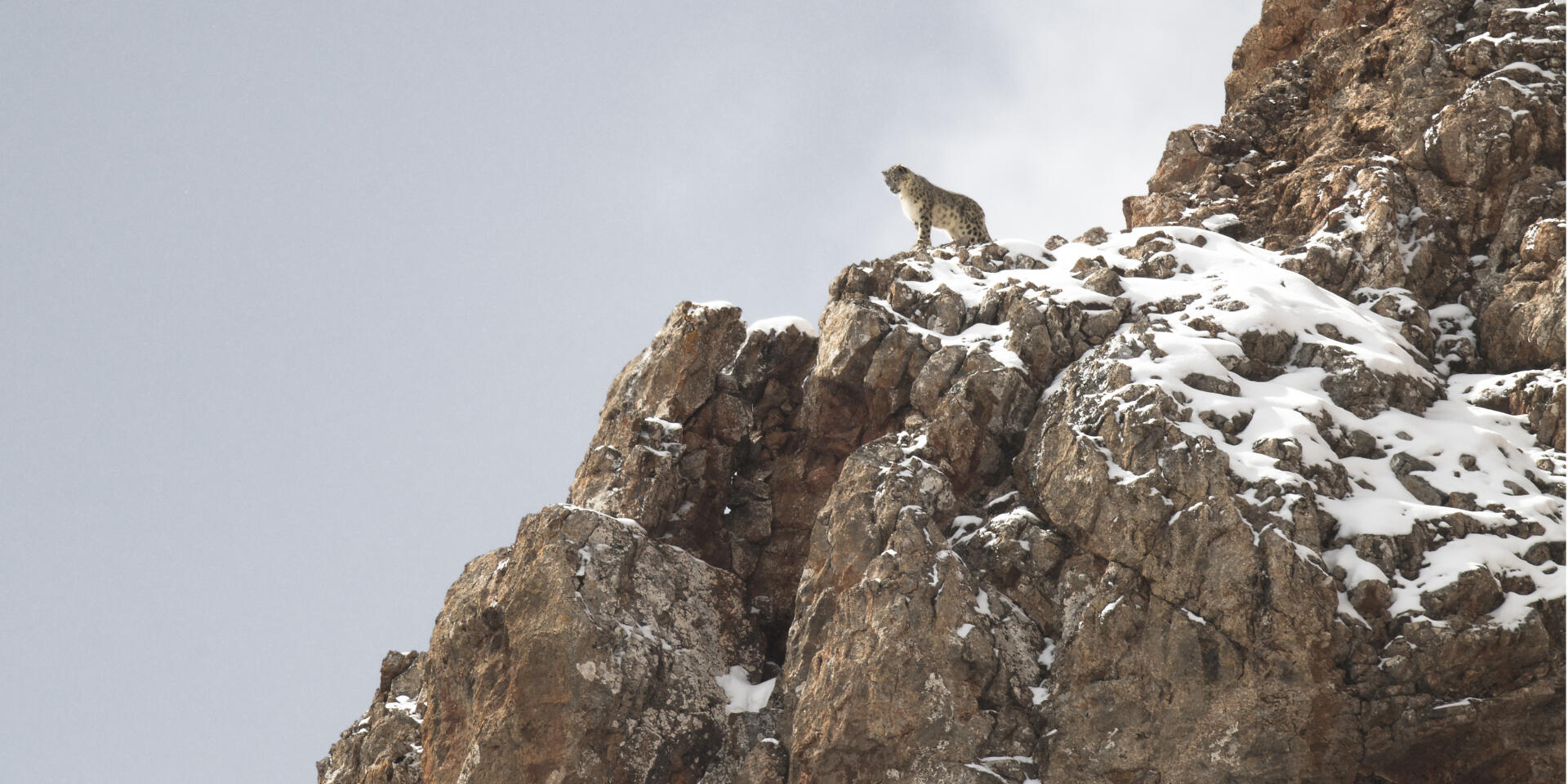 PANTHERE_02_©Munier