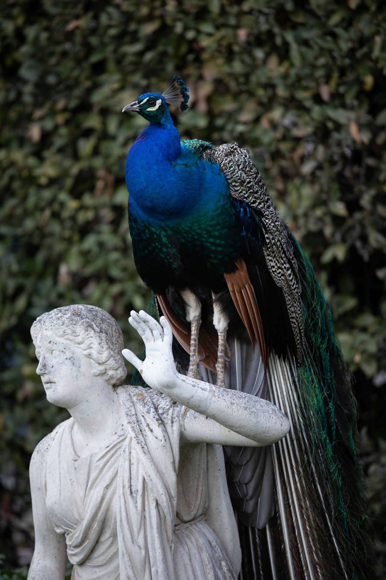 Paon sur une statue du jardin de la villa Médicis